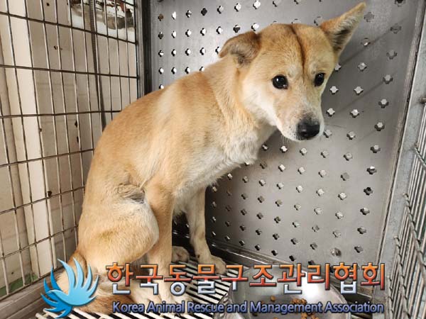 한국동물구조관리협회_441559202400162